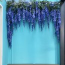 유폴24시 애견셀프목욕 이미지