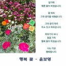 행복꽃