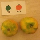 제주참더덕과흑돼지 이미지