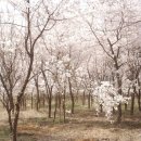 인천대공원(다목적광장) 이미지