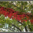 장미원입구 이미지