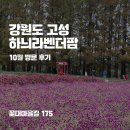 고성군 10 | 강원도 고성 가볼 만한 곳 하늬라벤더팜 10월 방문 후기