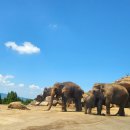 아프리칸아트 | 후쿠오카 3박4일 가족여행 코스 아이와 함께한 꿀팁 총정리 <놀이편 2> 팀랩 포레스트 아프리칸사파리