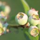 에덴농원 이미지