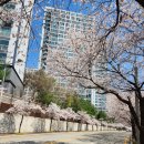 관평천 | 대전 벚꽃 명소 관평천 조용하게 걷기 좋은 숨은 벚꽃길