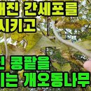 개오동나무―간과콩팥을되살린다! 천연이뇨제―간암,간경화,간염,간에복수차는증상,황달,신부전증,만성신염,신우신염,요도염,부종,고혈압,백혈병, 이미지