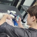 퍼피아이애견 | 물금읍 증산 퍼피홀릭 애견미용 이용 후기