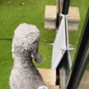 하이댕댕 이미지