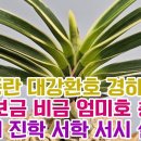 인기풍란 대강환호 경하 계림 금두 보금 비금 엄미호 충무관 아사녀 진학 서학 서시 설인금 이미지