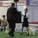 머즐(Muzzle) | 송파 도쿠애견미용학원, 말티즈미용 3개월 만에 도그쇼 1등!