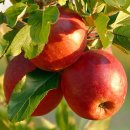 엄지농장 이미지