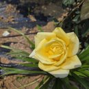 황골장미마을 이미지