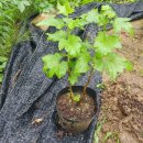 일구농장2 이미지