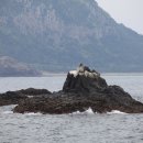 (주)그린크루즈 Daum카페
