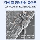 댕댕이라이프 | 닥터바이 강아지 소중한 반려견 댕댕이 유산균 프로바이오틱스 장 건강