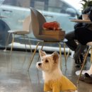 더카페구미 이미지