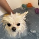 펫살롱 토비몰리 이미지