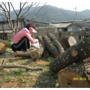 풍천대봉감농원 이미지