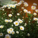 뽑기 대통령 이미지