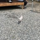 용문산장펜션