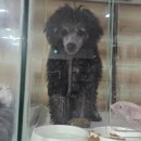 동물보육원 대전서구갈마지부 이미지