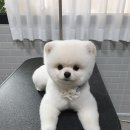 펫살롱케이 이미지