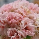 러블리몽 이미지