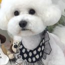 위드뚜뚜 이미지