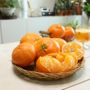 신지농장 | 제주 레드향 가정용 후기 5kg 효돈감귤 추천 또 주문