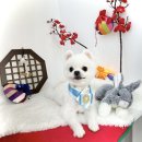 샤멍샤멍 이미지