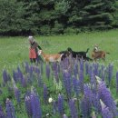 타샤의 정원 이미지