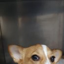 서수원동물병원 이미지