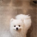 블링독 이미지