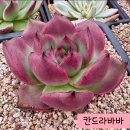 ⭐️ 칸드라바바 자구 ⭐️ 이미지