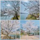 동구리호수공원잔디광장 | 광주 근교 갈만한 곳 화순 벚꽃 명소 동구리호수공원