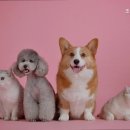 조원 동물병원 이미지