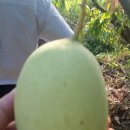 남부농장 이미지