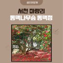 서천 마량리 동백나무숲 동백정 다녀왔어요