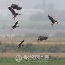 겨울 철새 돌아온다 - 전 세계 AI 심상치 않고 타입도 다양 이미지