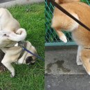 모두의 댕댕이 이미지