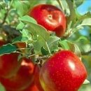 침향단의 구성및 용법 이미지