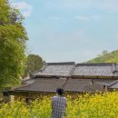 망양로 | 부산카페 l 초량1941 l 부산 유채꽃, 부산역 카페, 부산 데이트하기 좋은 카페