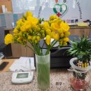 혜민의료재단 | 프리지아 꽃 금산 햇님농장(금산효사랑요양병원)