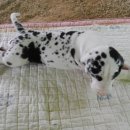 할리켄넬 이미지