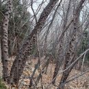 호랑산 둘레길 이미지