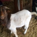 종부농장 이미지