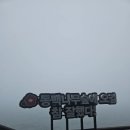 서천 가볼만한 곳 마량리동백나무숲 봄 산책 후기