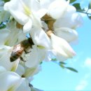 아카시아 이미지