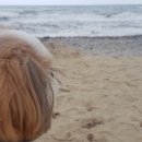 더퍼피즈블루오션 이미지