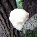 오리궁뎅이 이미지